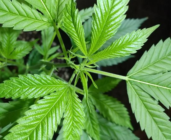plantas de marihuana en crecimiento